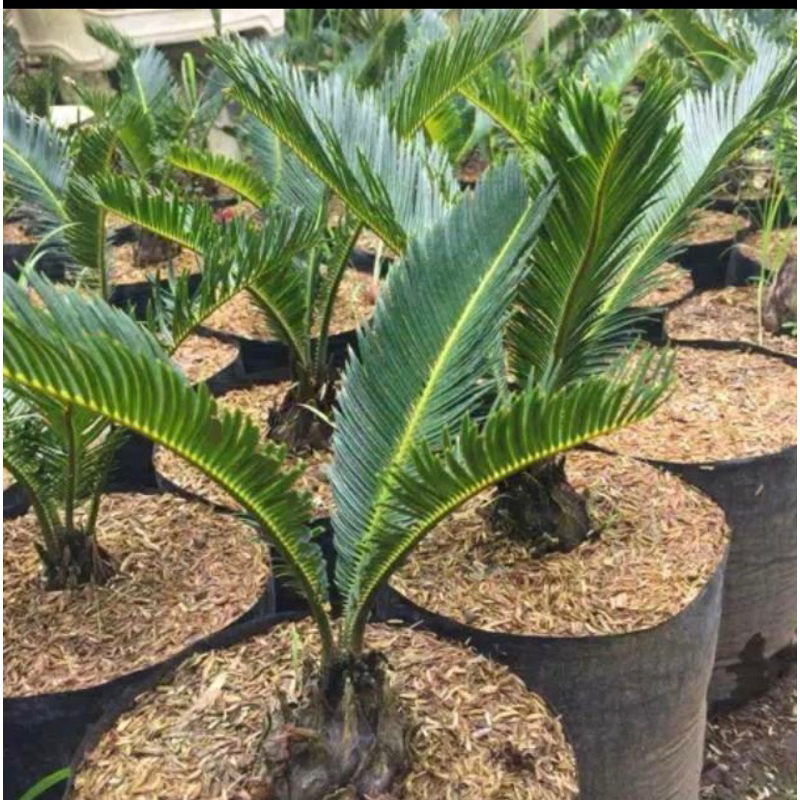 Palm sikas