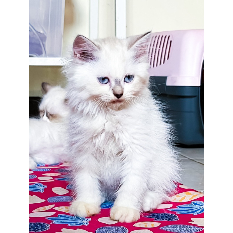 KUCING RAGDOLL