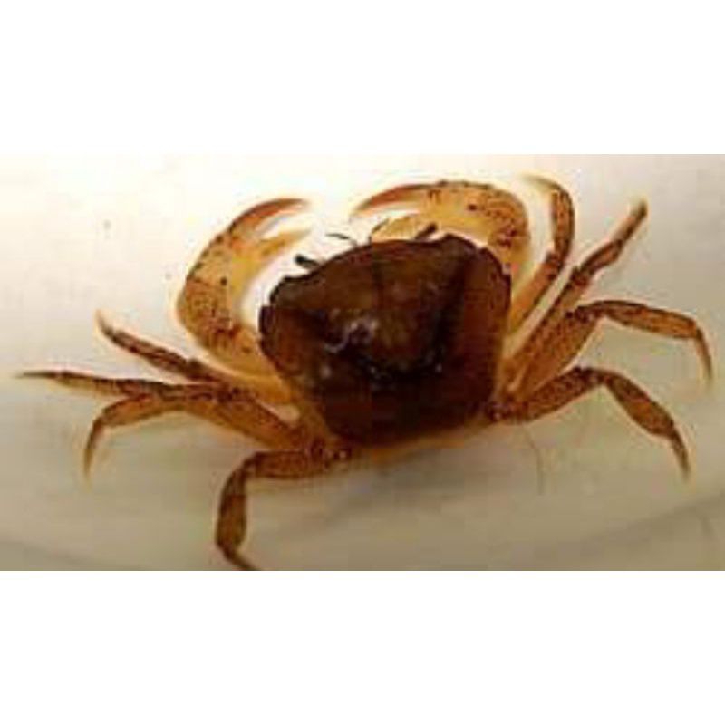 Yuyu sawah hidup/10 ekor untuk makanan predator