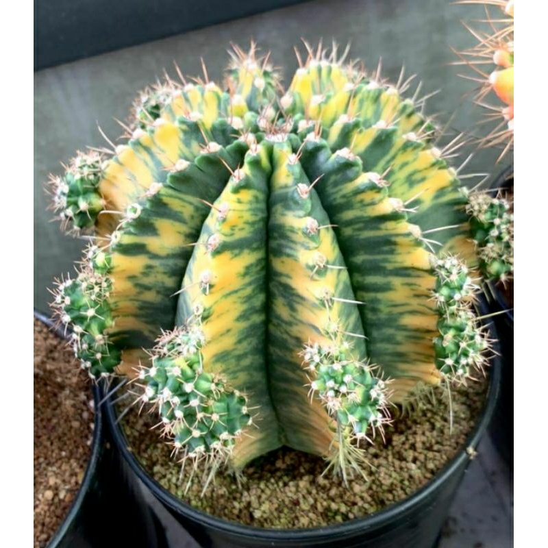 GYMNO RADIANCE / GYMNOCALYCIUM RADIANCE / KAKTUS IMPORT / KAKTUS PREMIUM