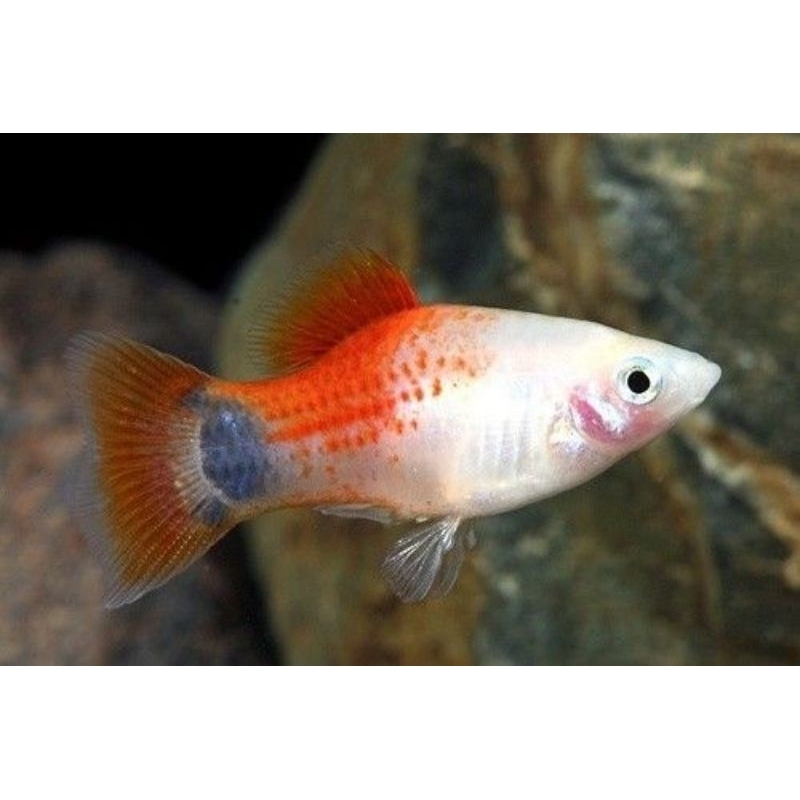 ikan platy mickey mouse