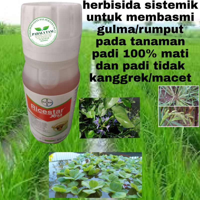 Ricestar EXTRA/100ml/racun rumput padi/hama rumput/gulma padi/rumput teki