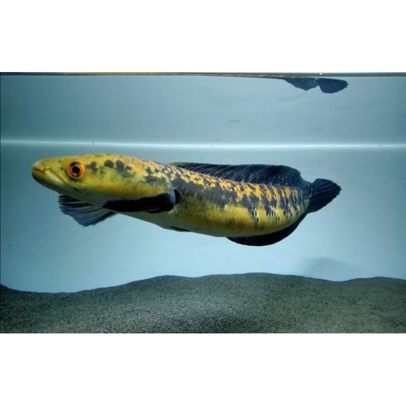 yellow sentarum Maru ukuran 10-12 cm