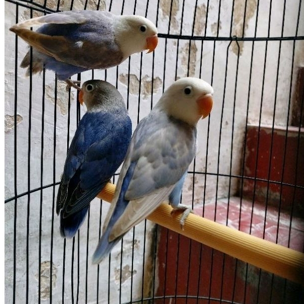 Burung Love Bird Baby , Paud dan Dewasa Paruh Putih , ParBlue (PB), Biola