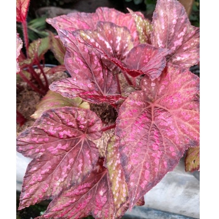 Tanaman Begonia Rex Maori Rimbun / Begonia Merah Mutiara