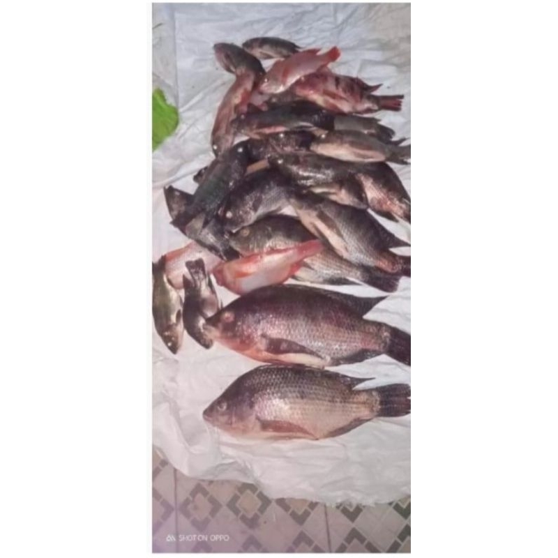 ESSEN IKAN NILA  SI JABRIG UMPAN