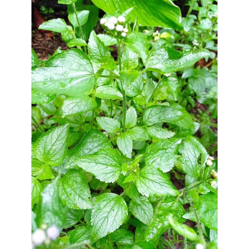 

DAUN BANDOTAN SEGAR UNTUK HERBAL