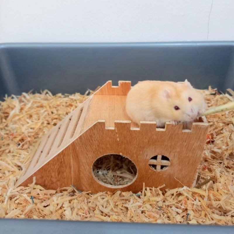 Pipet Spet Susu/Vitamin 3mL Hamster/Sugar Glider