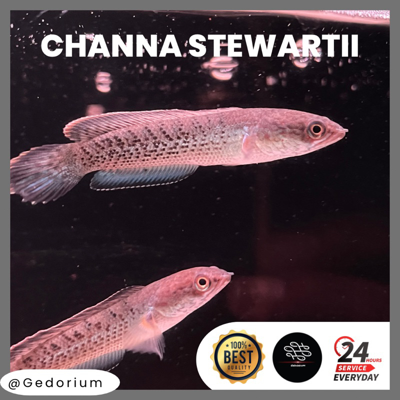 Channa Stewarti/Stewartii/Stewarty Grade A (Bisa COD) garansi hidup