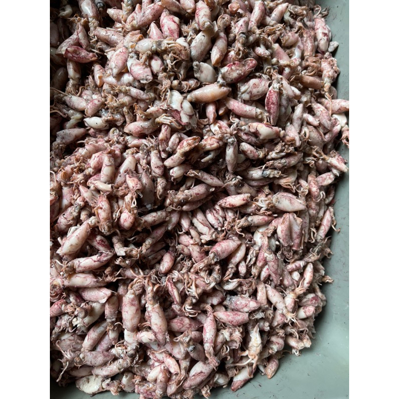 

Baby cumi / bayi cumi / cumiasin / sotong 500gr