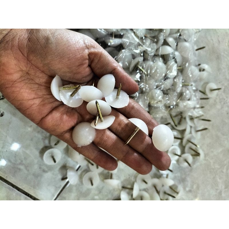 paku bakpao / paku ulir / paku kaki kursi putih