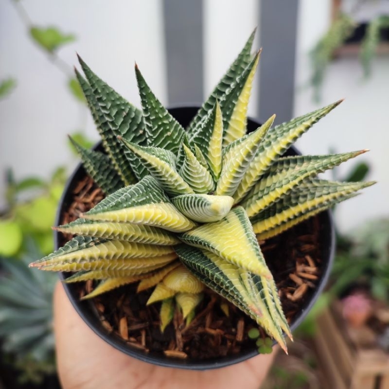 Haworthia Limifolia Hybrid Variegata | DP 10cm