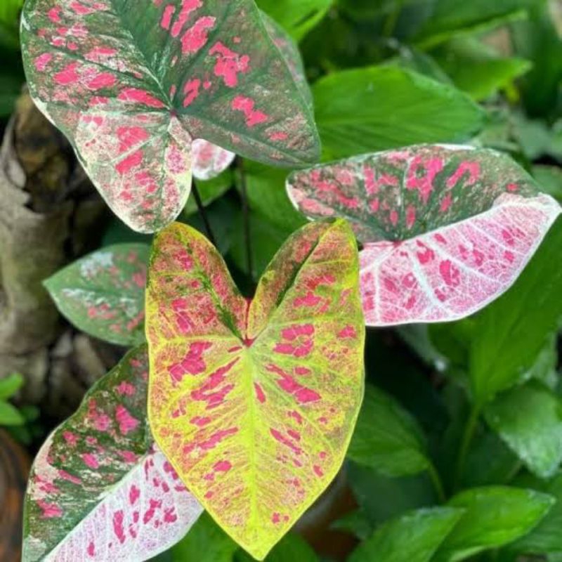 caladium yod mong kud (ymk)