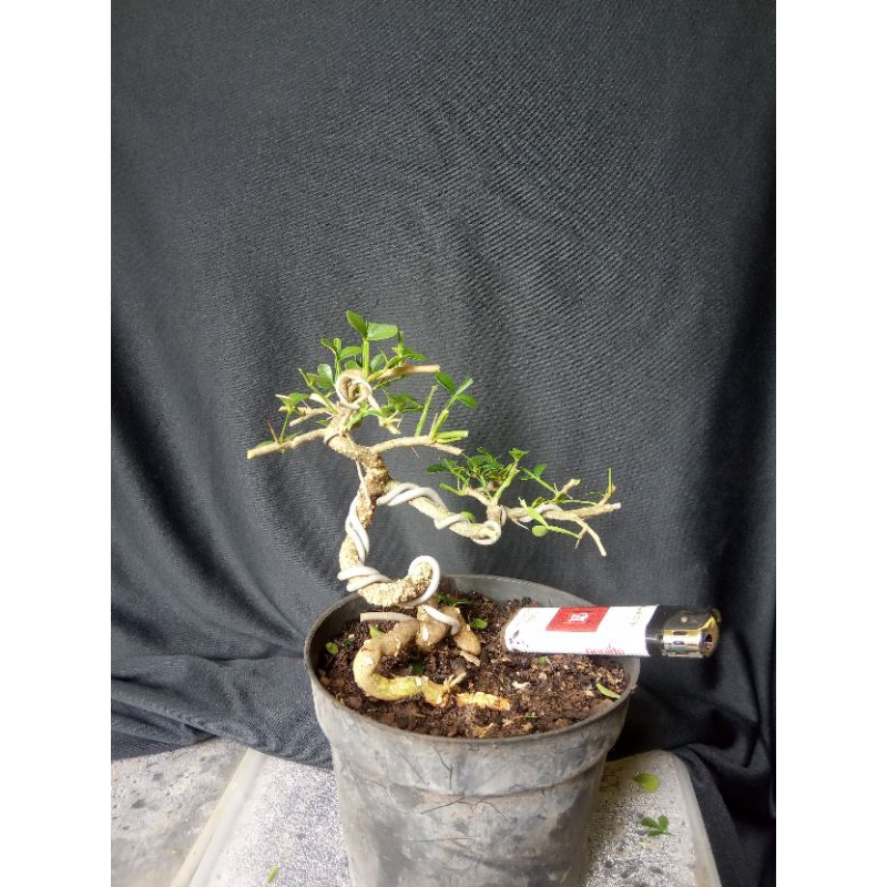 Bonsai Mame Kawista 02