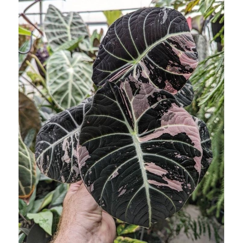 Bibit Umbi Tanaman Hias Alocasia Black Velvet Variegata