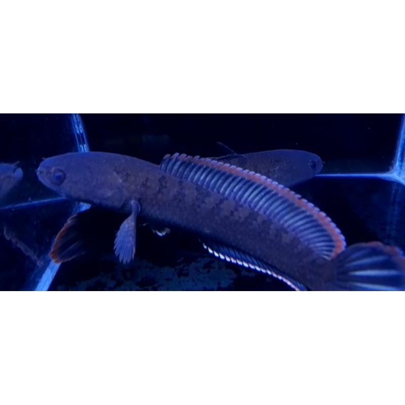 Limbata Lawu rim merah tebal CB 4-5cm kualitas premium