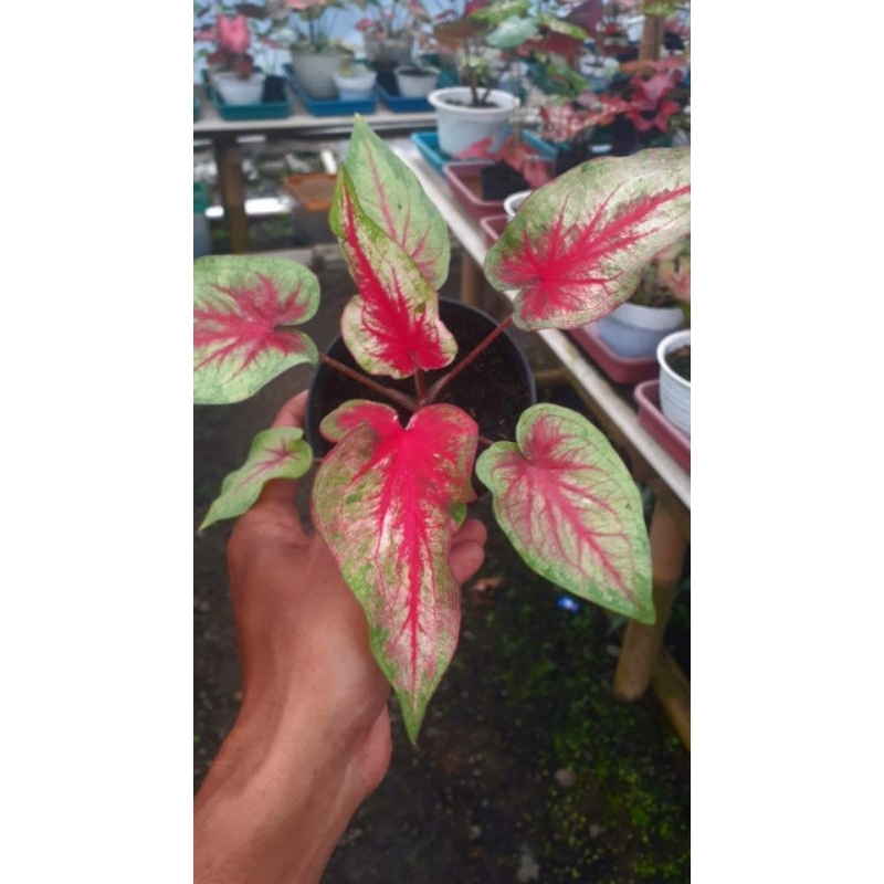 tanaman hias keladi hibrid thailand Tk seris(trisnokeladi)125k