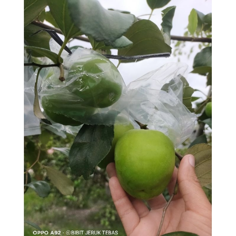 Bibit apel putsa