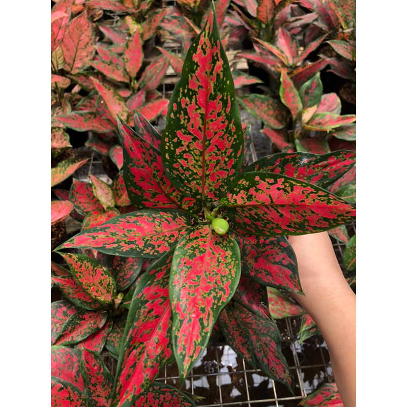 Aglaonema ruby batik