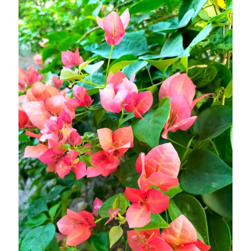 Stek Bougenville Import Princess Thailand