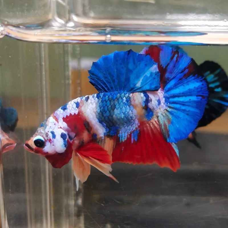 Cupang Plakat Galaxy Multy Line Yellow Base Top Grade