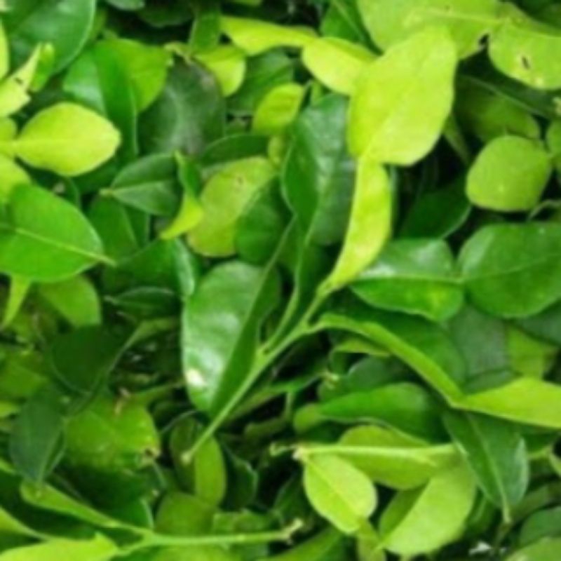 

Daun jeruk purut