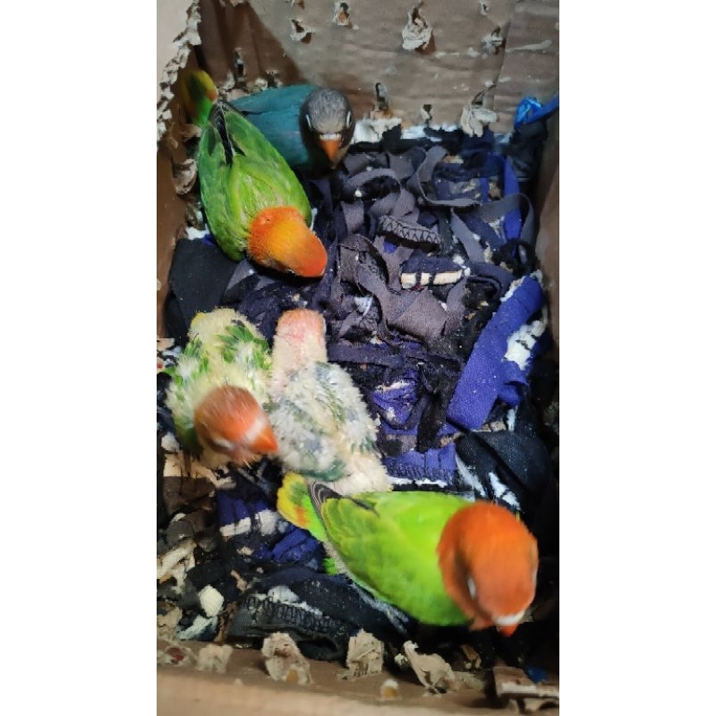 Biola green anakan lolohan