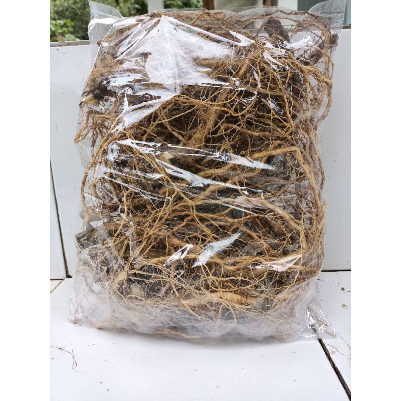 

Akar sidaguri sadagori asli segar 500gram