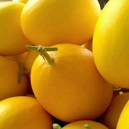 

Melon Golden manis