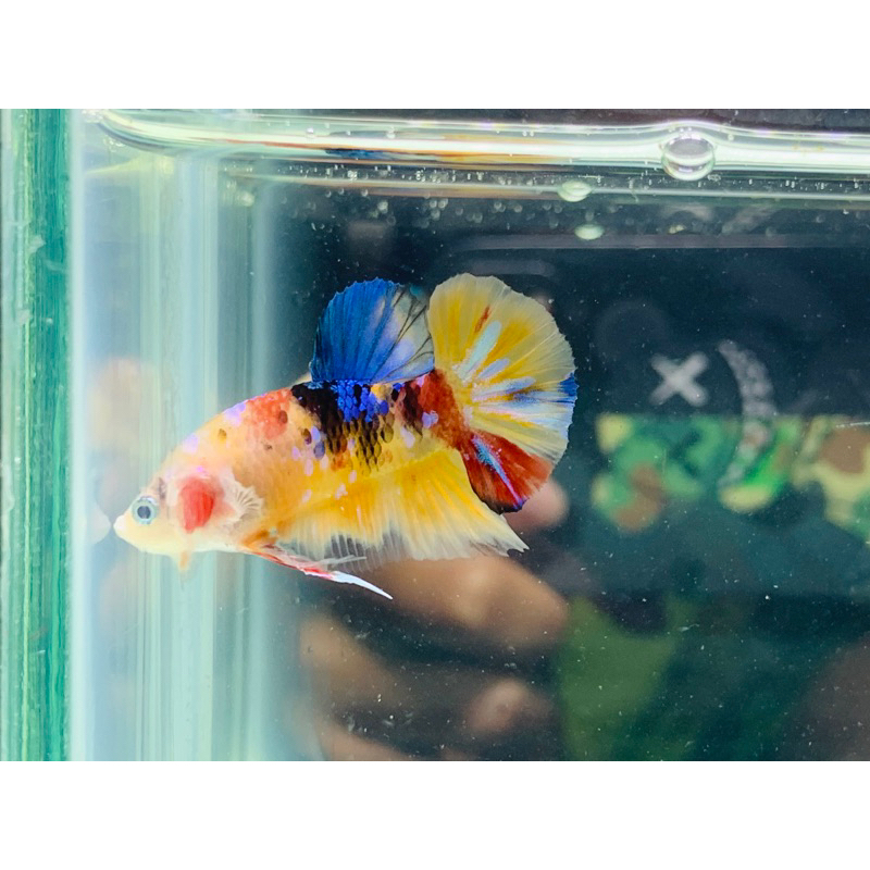 Male Yellow Base Multi