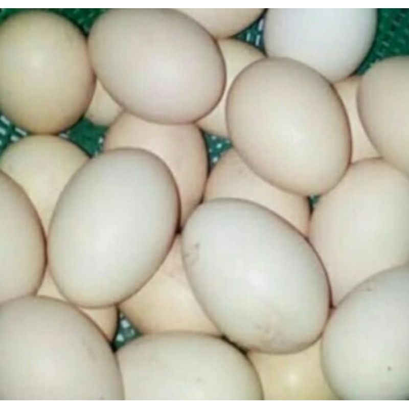 telur ayam kampung dijamin asli stok terbatas setiap harinya