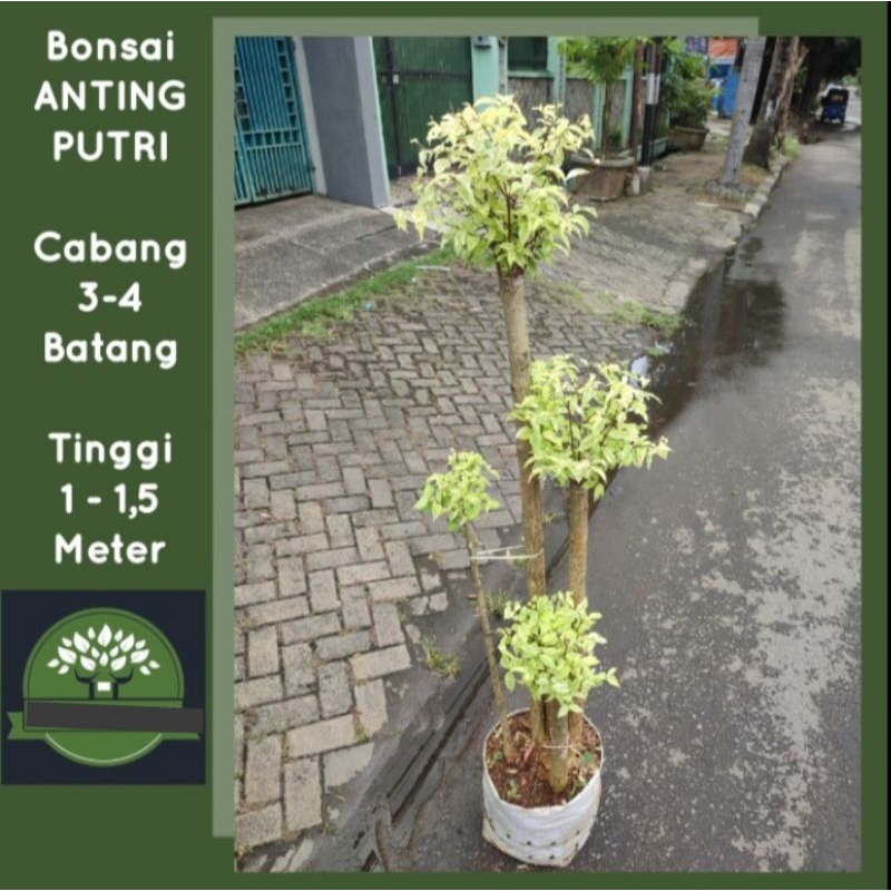 Tanaman Bonsai Mentaos Stek Anting Putri Kuning Varigata 1meter aup