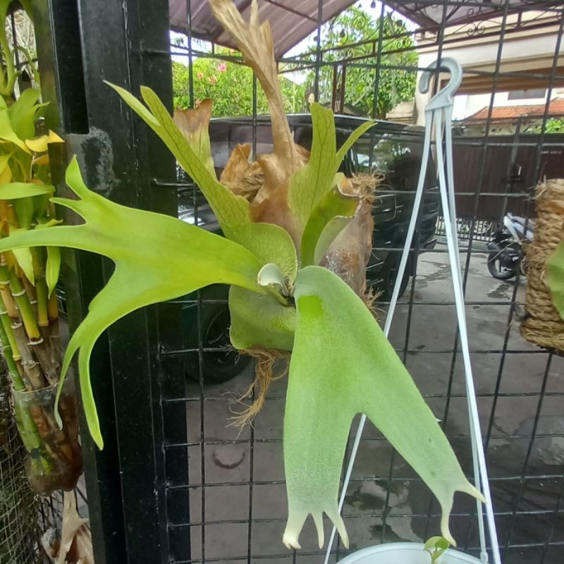 Platycerium willinckii anakan