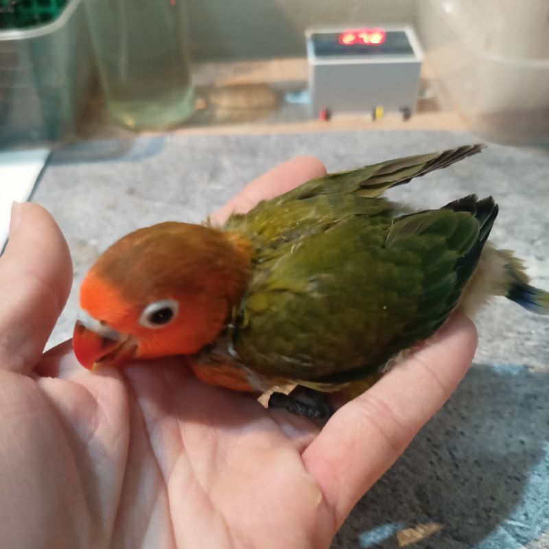(Khusus Gojek / Grab Bandung) anakan Lovebird Masih Lolohan Ewing Green