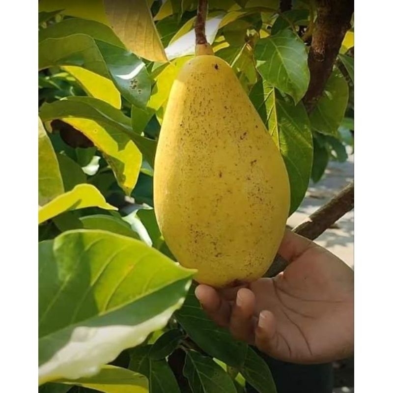 Bibit Alpukat Yellow Vietnam Original Terlaris