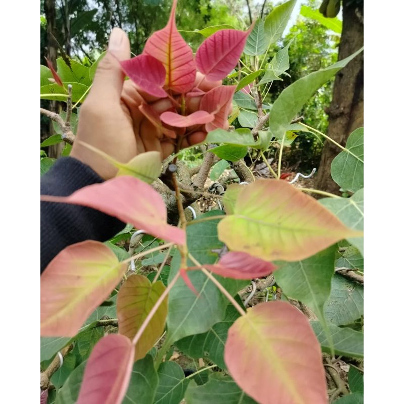 ficus bodhi pupus merah