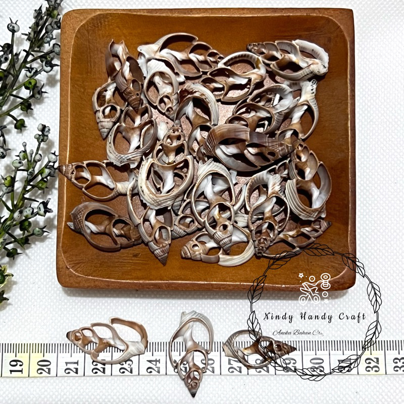 Cangkang Kerang Kupas Hitam Untuk Craft - Kerang - Kulit Kerang - Kerang Kupas - Kerang Kupasan
