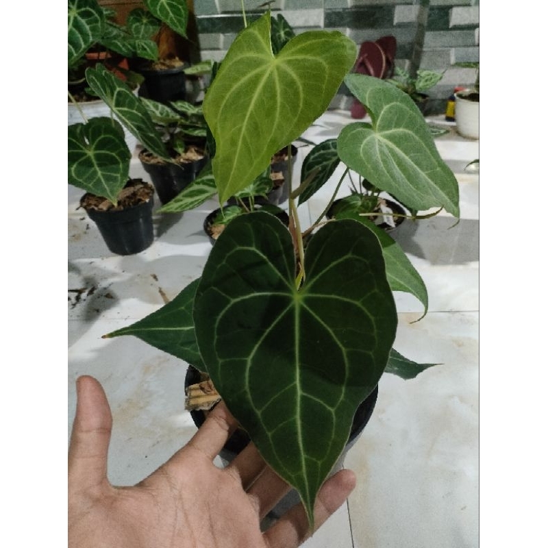 Anthurium Clarinervium dan Anthurium Delta force hybrid