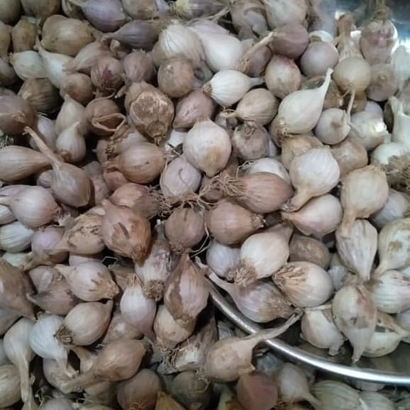 

TERBAIK BAWANG LANANG /BAWANG PUTIH TUNGGAL -1 KG