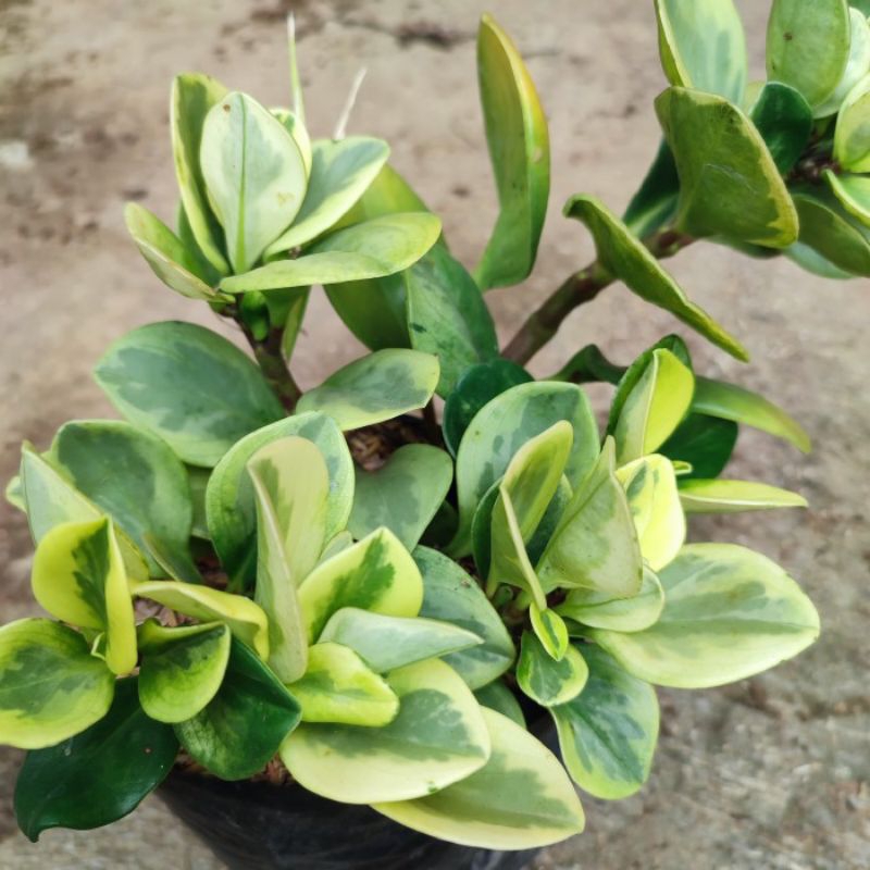 Zamia Dolar Varigata