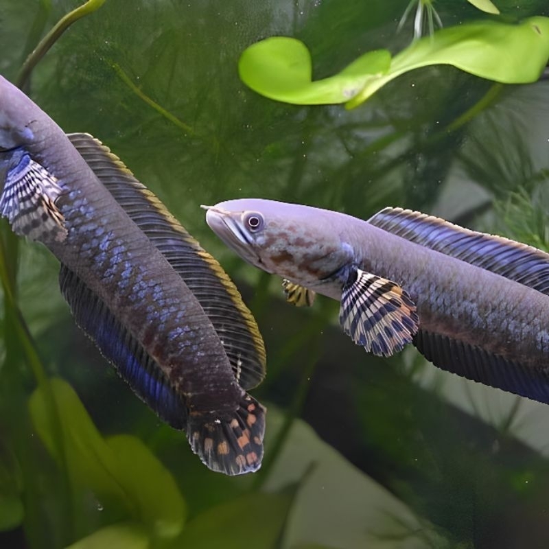 Channa blehery pair proven 15cm