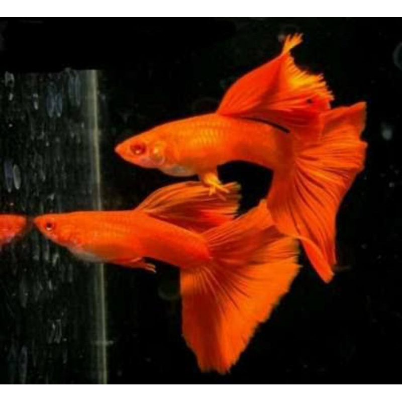 Promo Murah Guppy AFR Mata Merah 1 Pasang