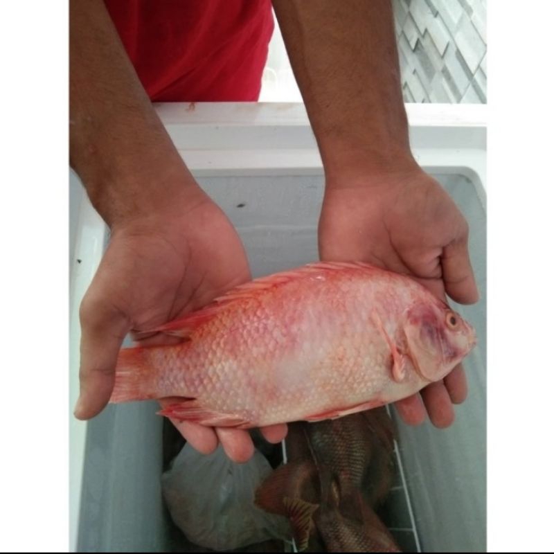 Nila / Mujair Beku Frozen Berat Kotor 1kg