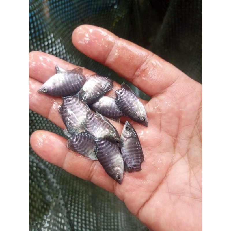 bibit gurame soang 3–4 cm(ukuran ngeramo)