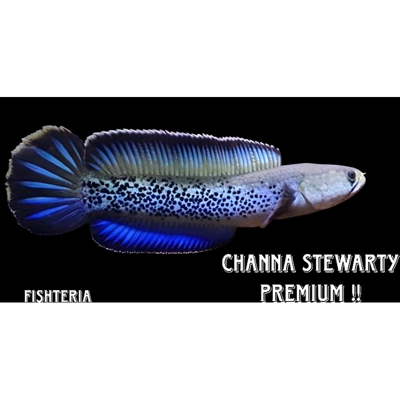 Stewartii Stewarty 6 7 cm full dot BARCA KW