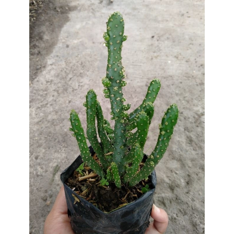 kaktus opuntia monacantha fma.montruosa medium | kaktus Cemara | kaktus tuna