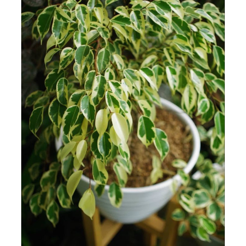 Beringin kimeng varigata