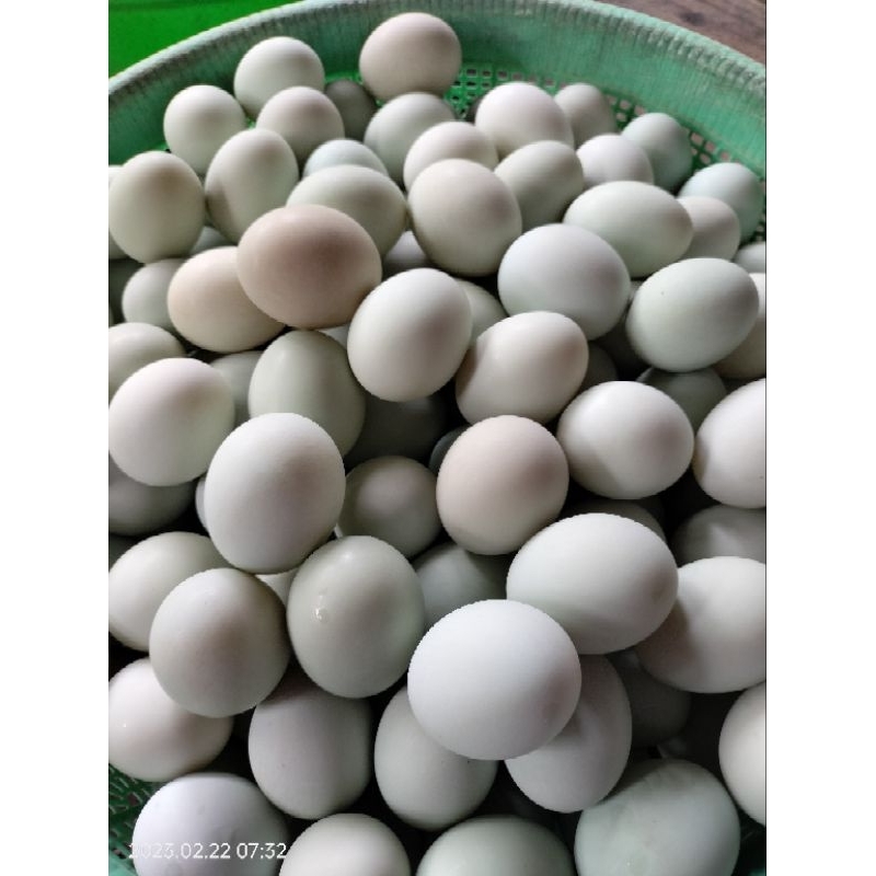 

telur asin telur bebek