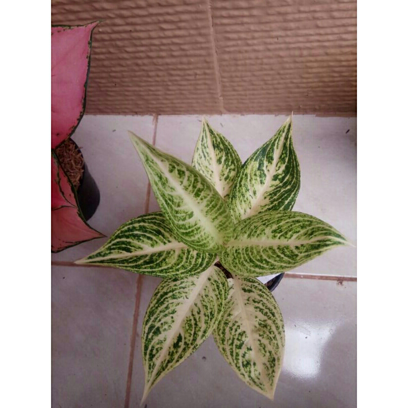 aglonema legacy putih