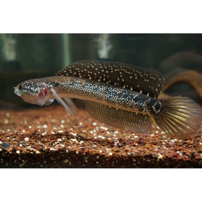 Asiatica Ws Pure Jumbo